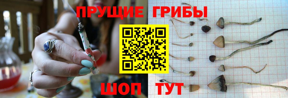 Мончегорск  Псилоцибиновые грибы мицелий  Вход с VPN 